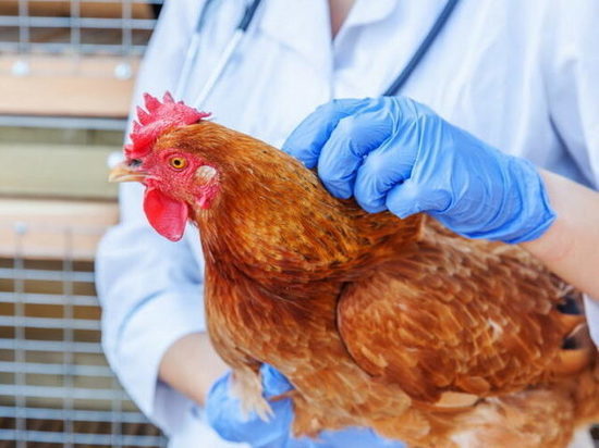 Информация для предотвращения заноса и распространения высокопатогенного вируса гриппа птиц.